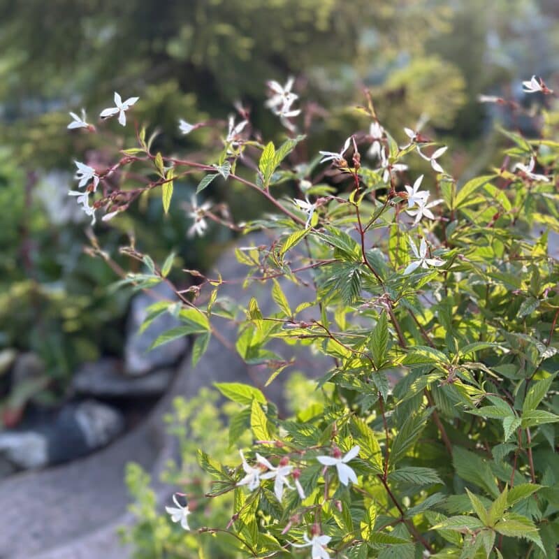 Gillenia trifoliata Trebladspira