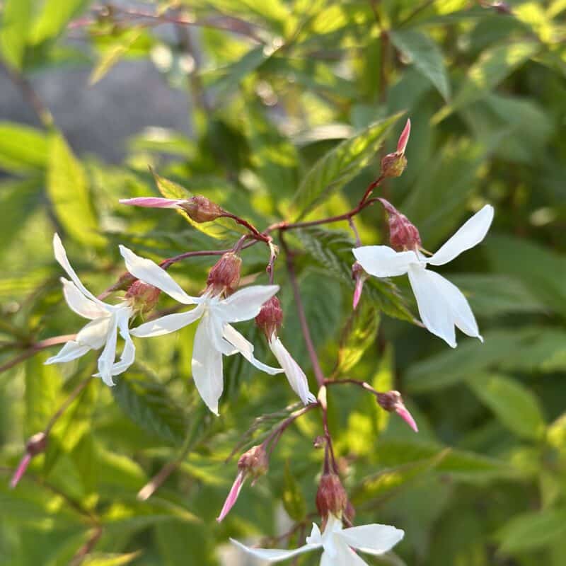 Gillenia trifoliata Trebladspira