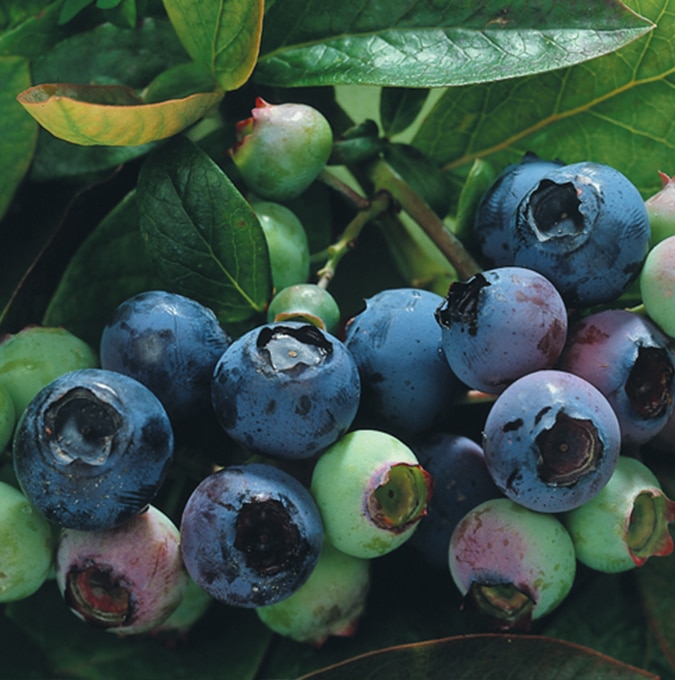 Vaccinium corymbosum 'Herbert'