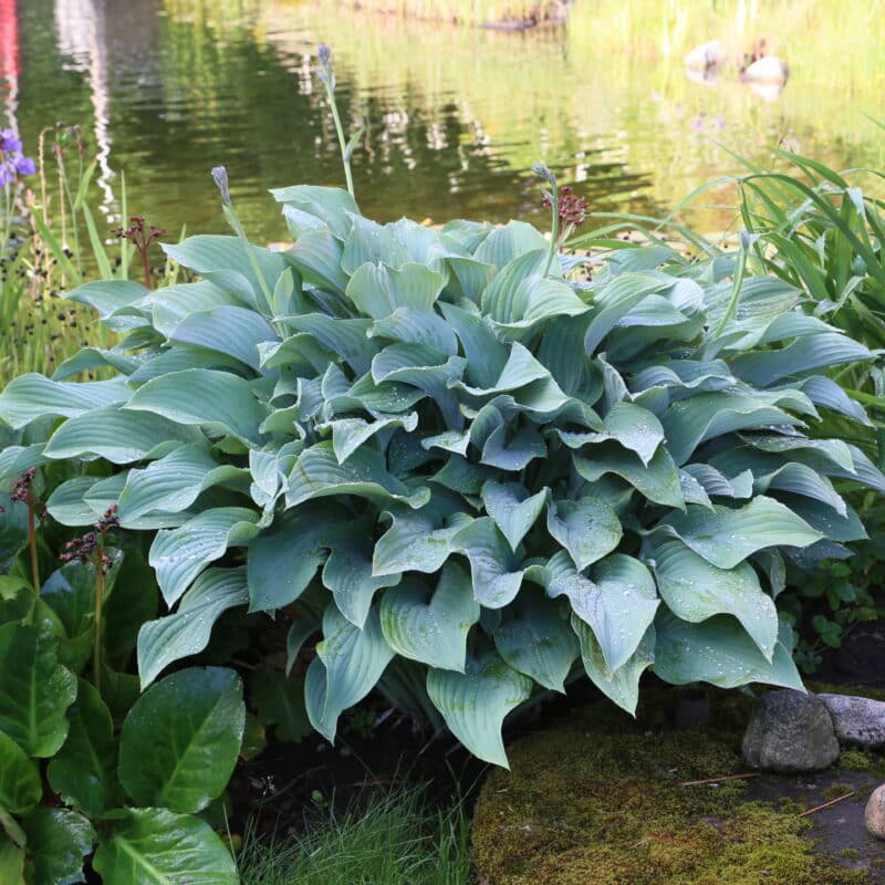 Hosta 'Halcyon'