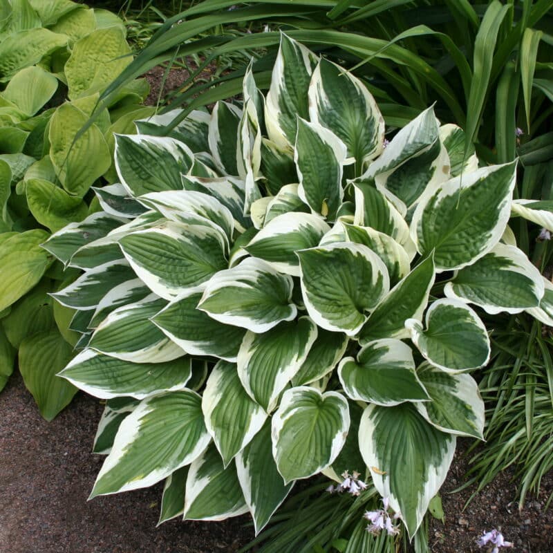 Hosta fortunei 'Patriot'