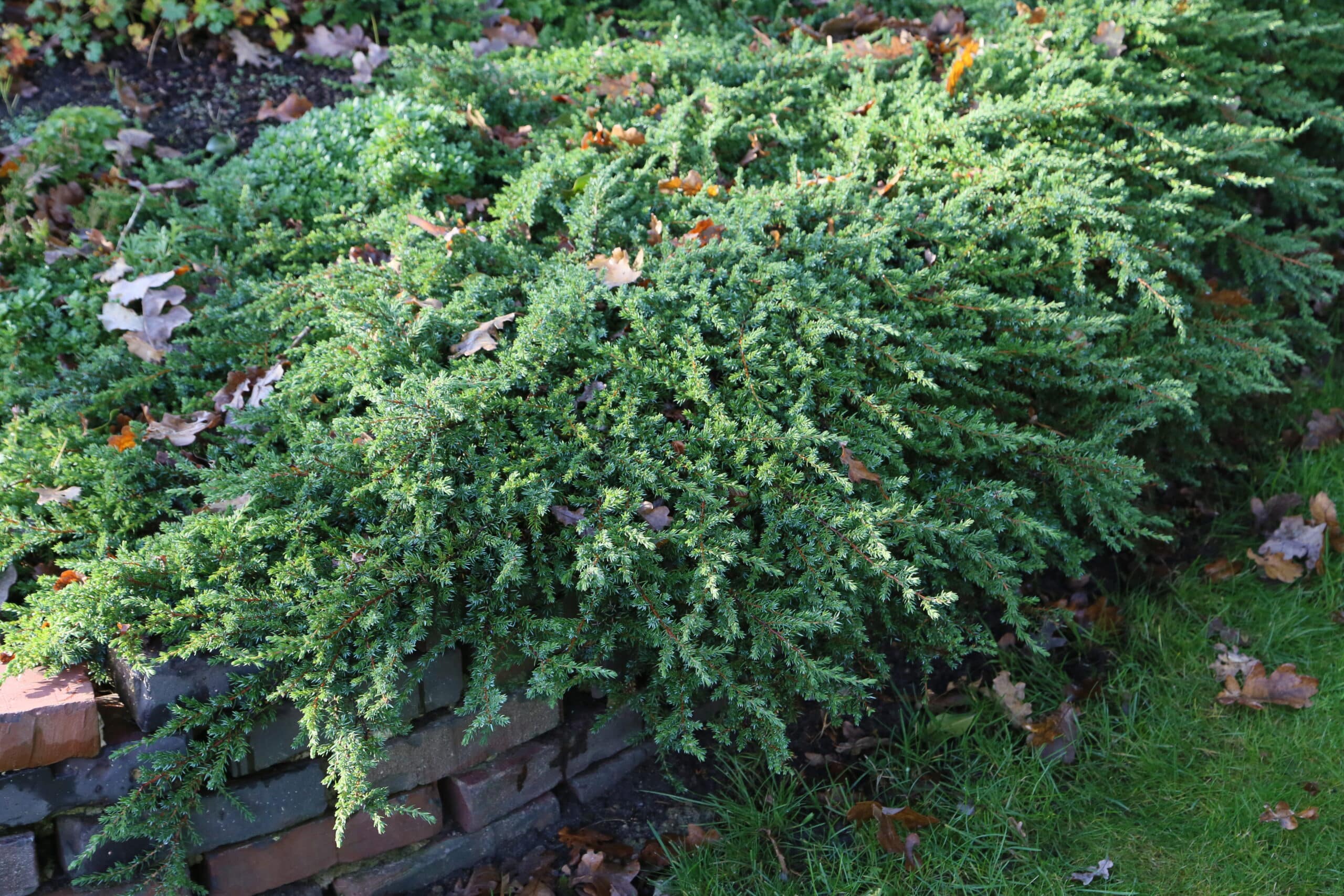 Juniperus communis 'Green Carpet'