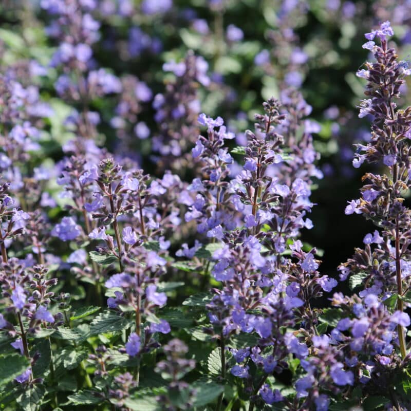 Nepeta x faassenii 'Purrsian Blue'