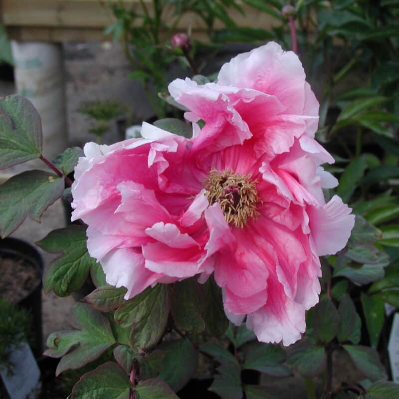 Paeonia suffruticosa Rosa