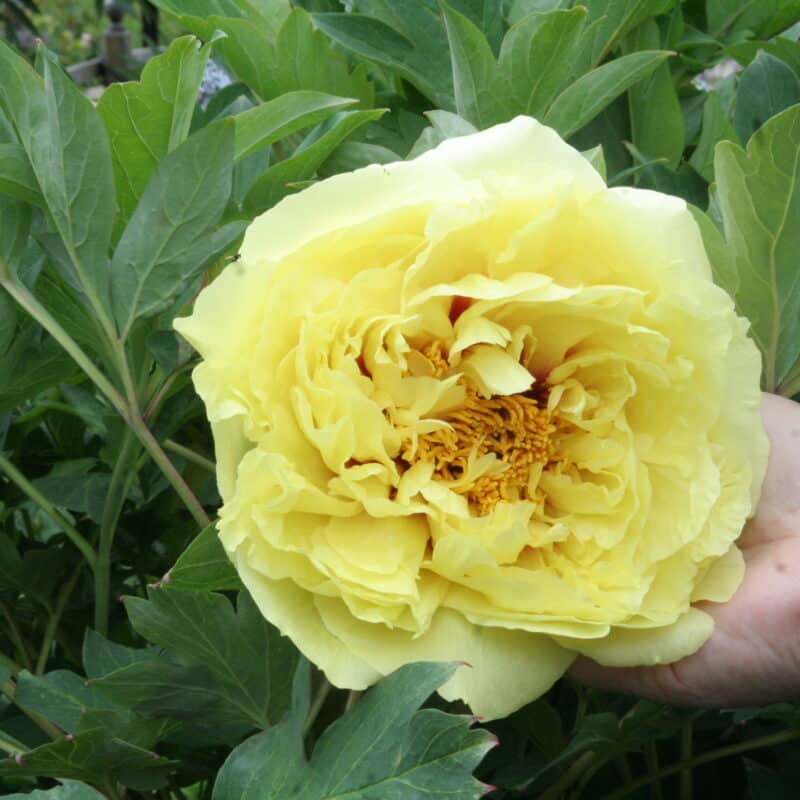 Paeonia suffruticosa gul