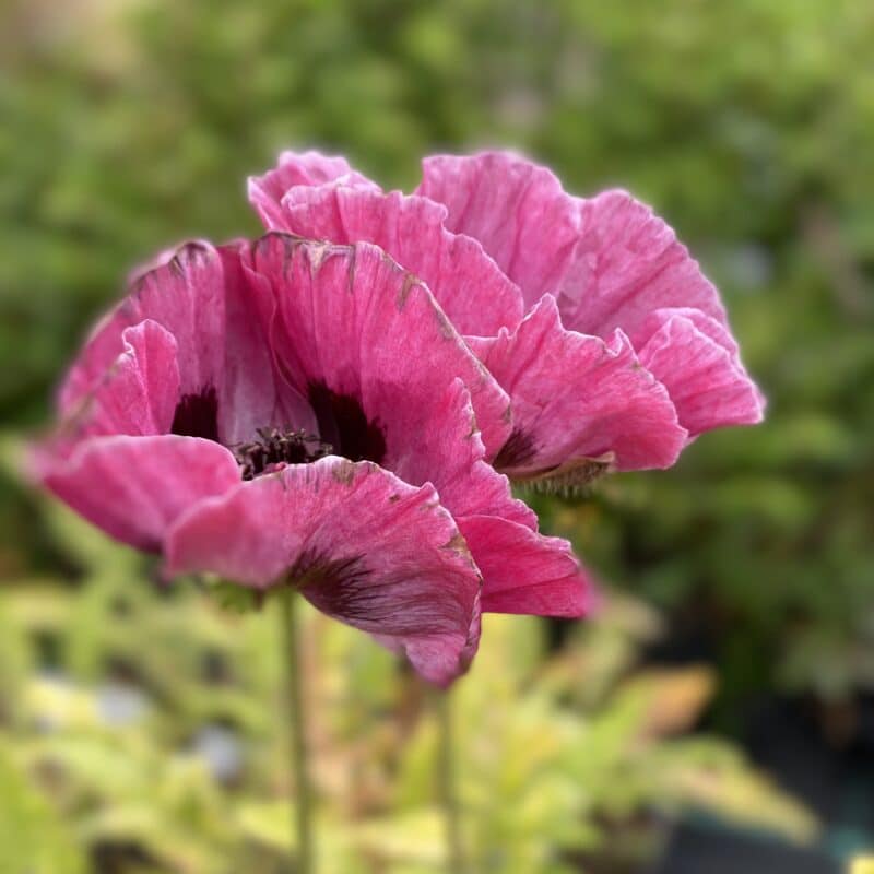 Papaver (Orientale) 'Pattys Plum' Jättevalmo