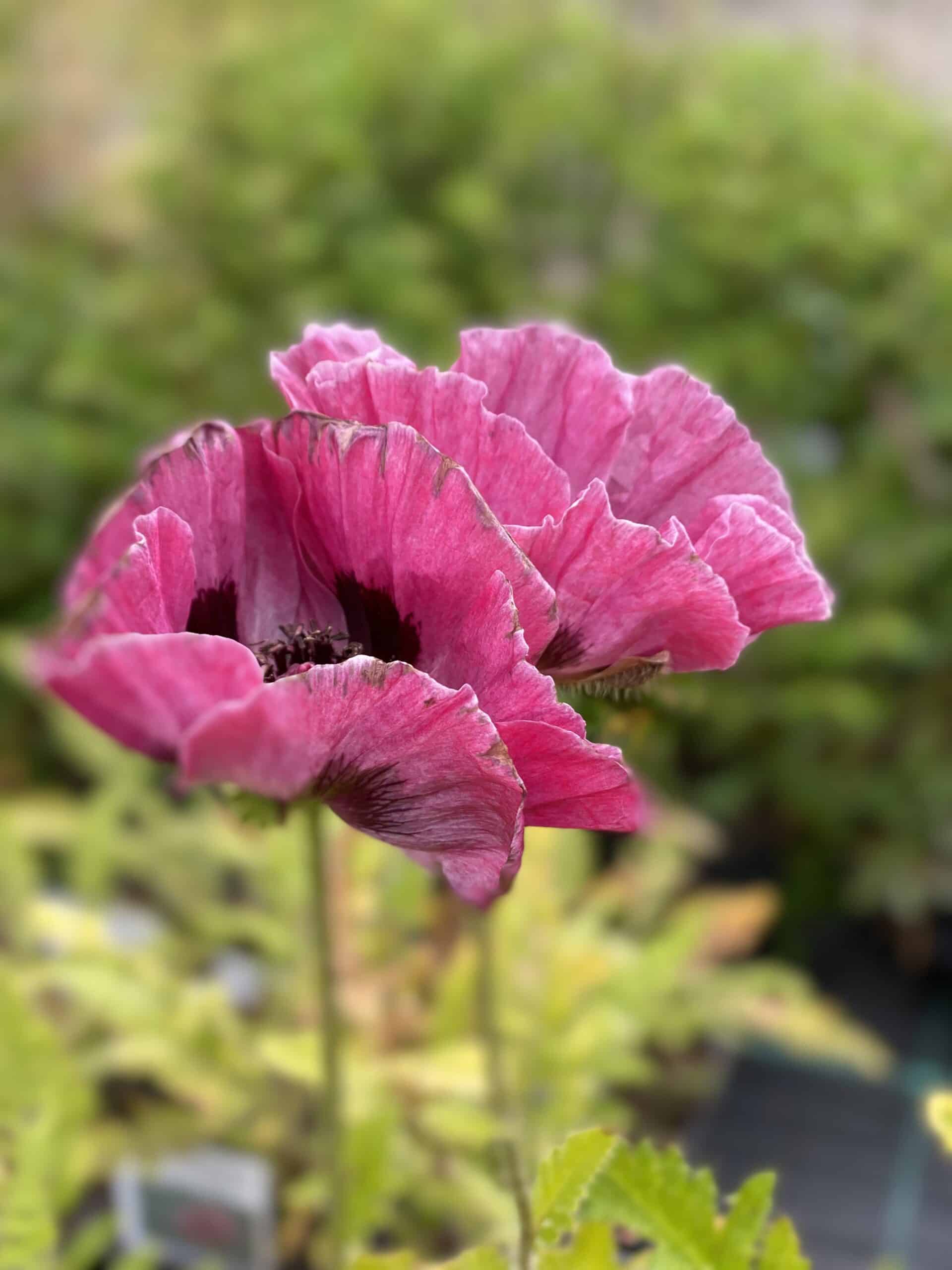 Papaver (Orientale) 'Pattys Plum' Jättevalmo