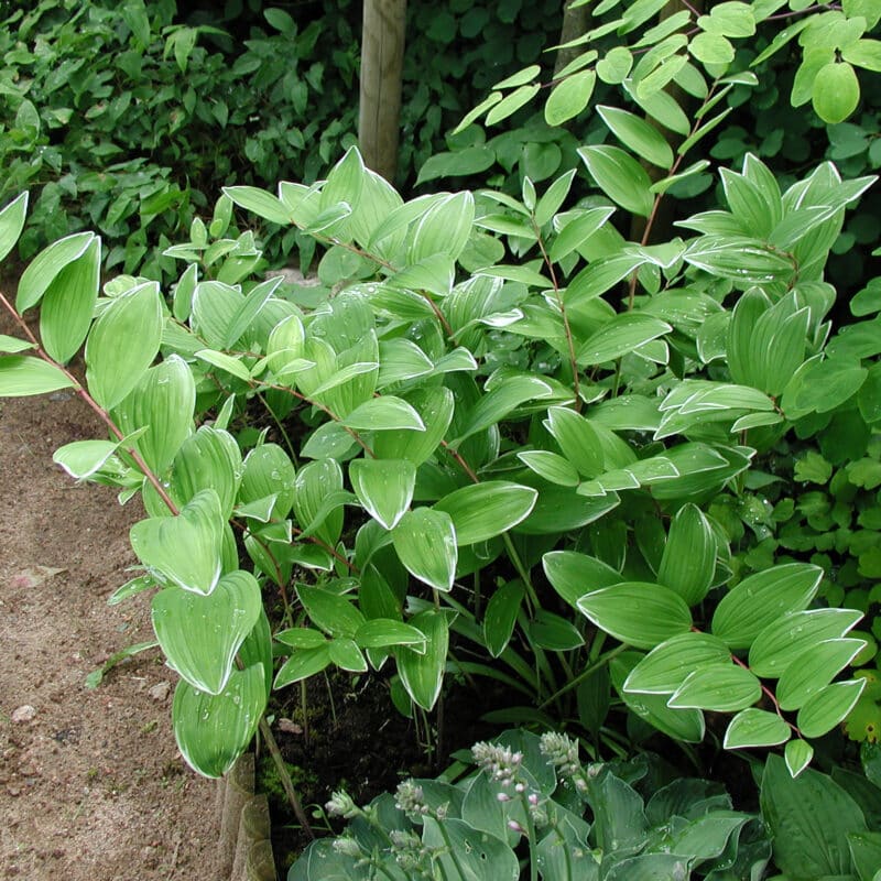 Polygonatum falcatum 'Variegatum'
