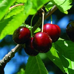Prunus Stella
