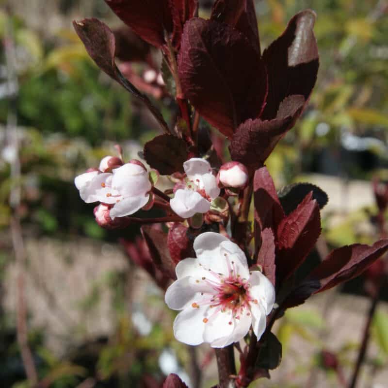 Prunus x cistena