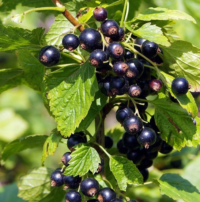 Ribes nigrum 'Öjebyn'