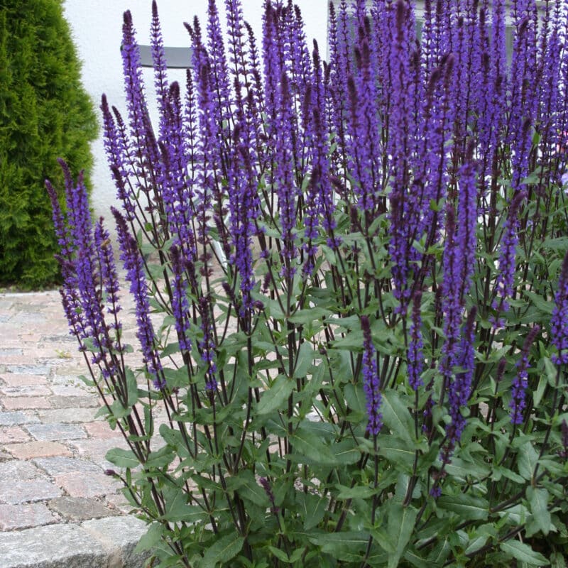 Salvia nemorosa 'Caradonna'