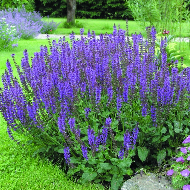 Salvia nemorosa Ostfriesland