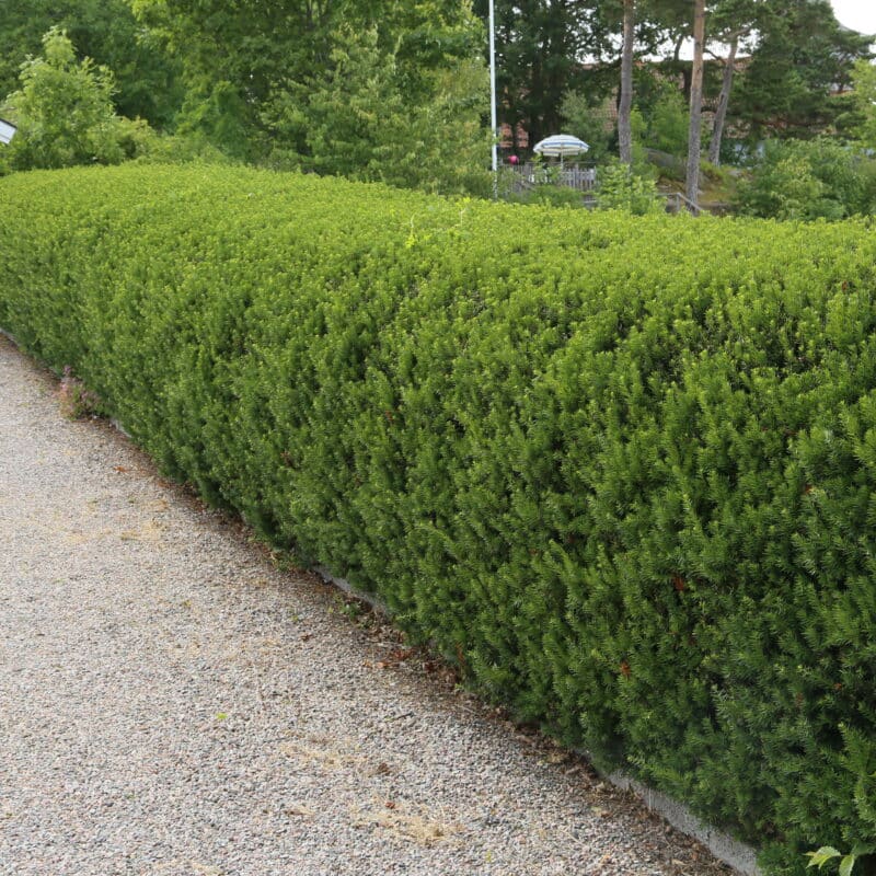Taxus media 'Hilli'
