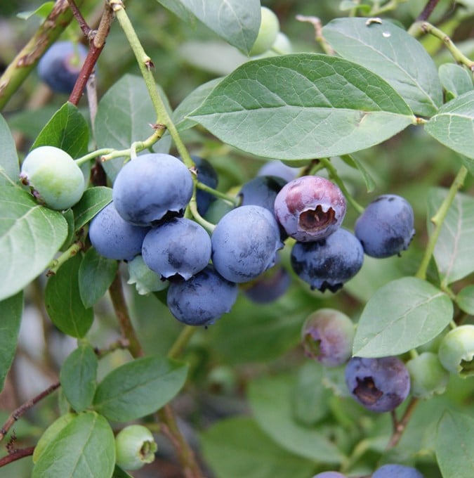 Vaccinium corymbosum ’Bluecrop’