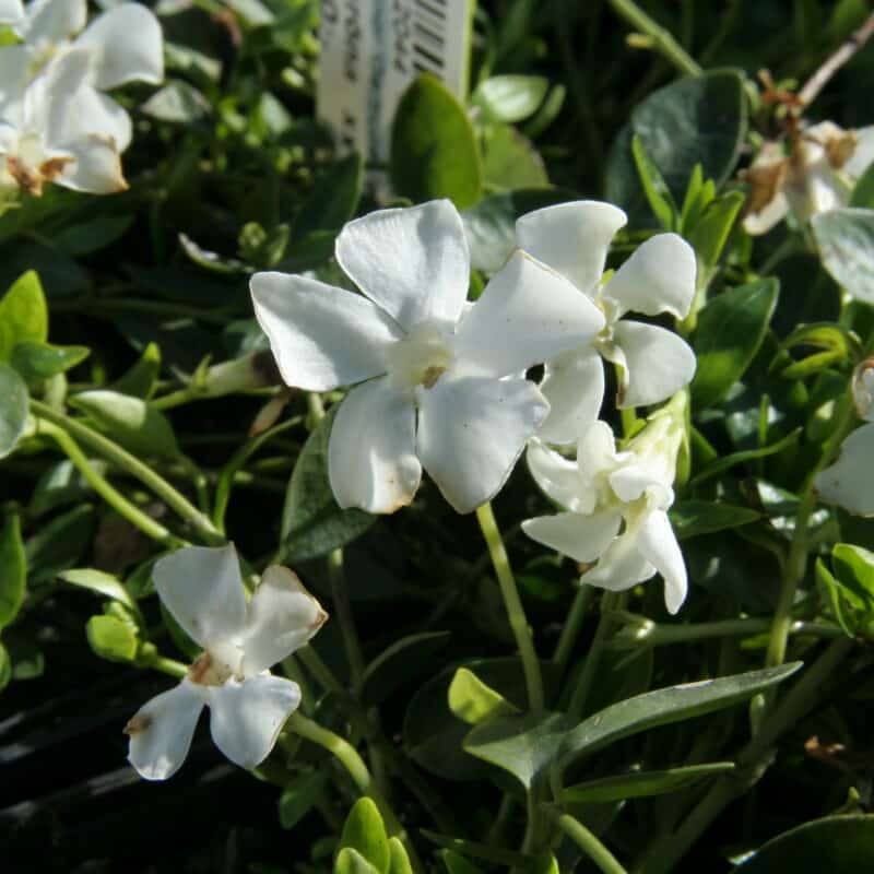 Vinca minor f. alba 'Gertrude Jekyll'