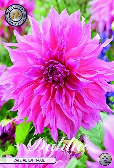 Dekorativdahlia 'Cafe au Lait Rose'