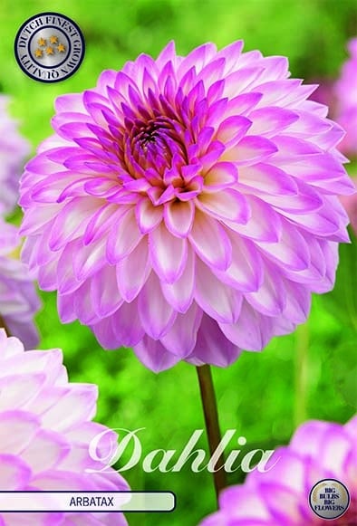 Dekorativdahlia 'Arbatax'