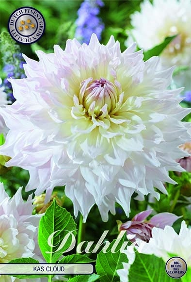 Dekorativdahlia 'Kas Cloud'