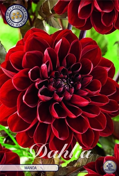 Dekorativdahlia 'Manoa'