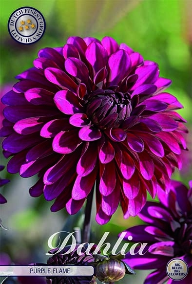 Dekorativdahlia 'Purple Flame'