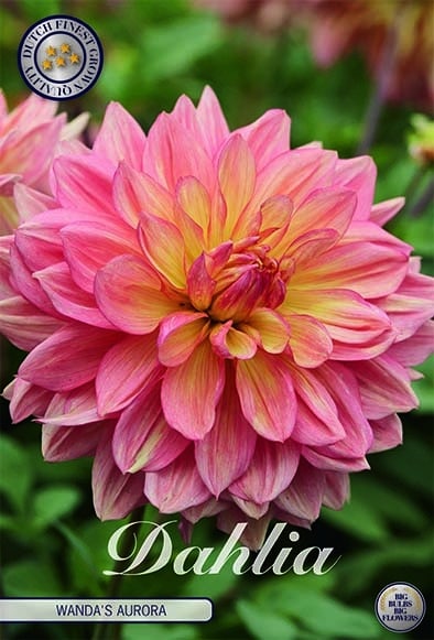 Dekoarativdahlia 'Wanda's Aurora'