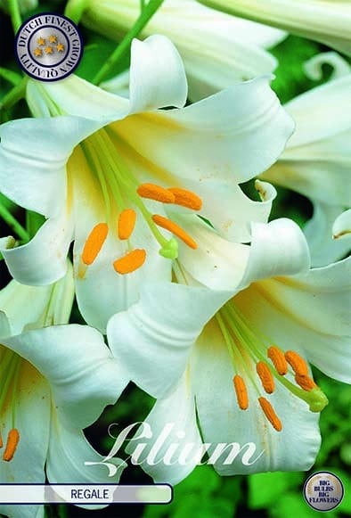 Lilium 'Regale'