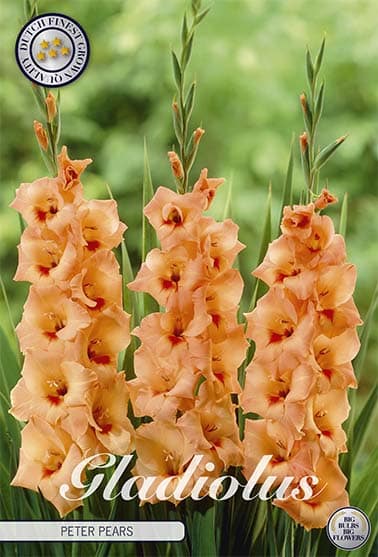 Gladiolus 'Peter Pears' 10st