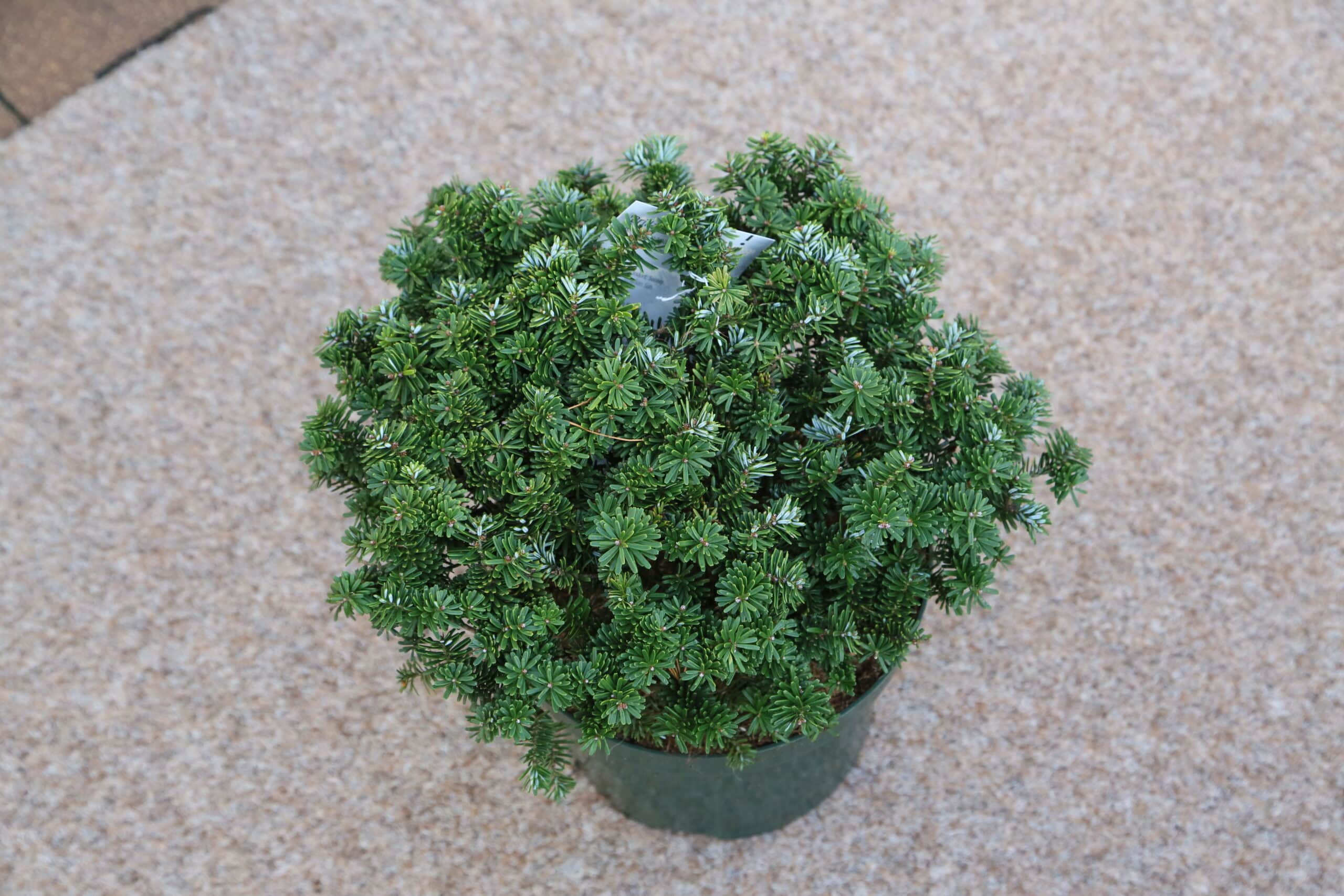 Abies koreana ‘Brilliant’