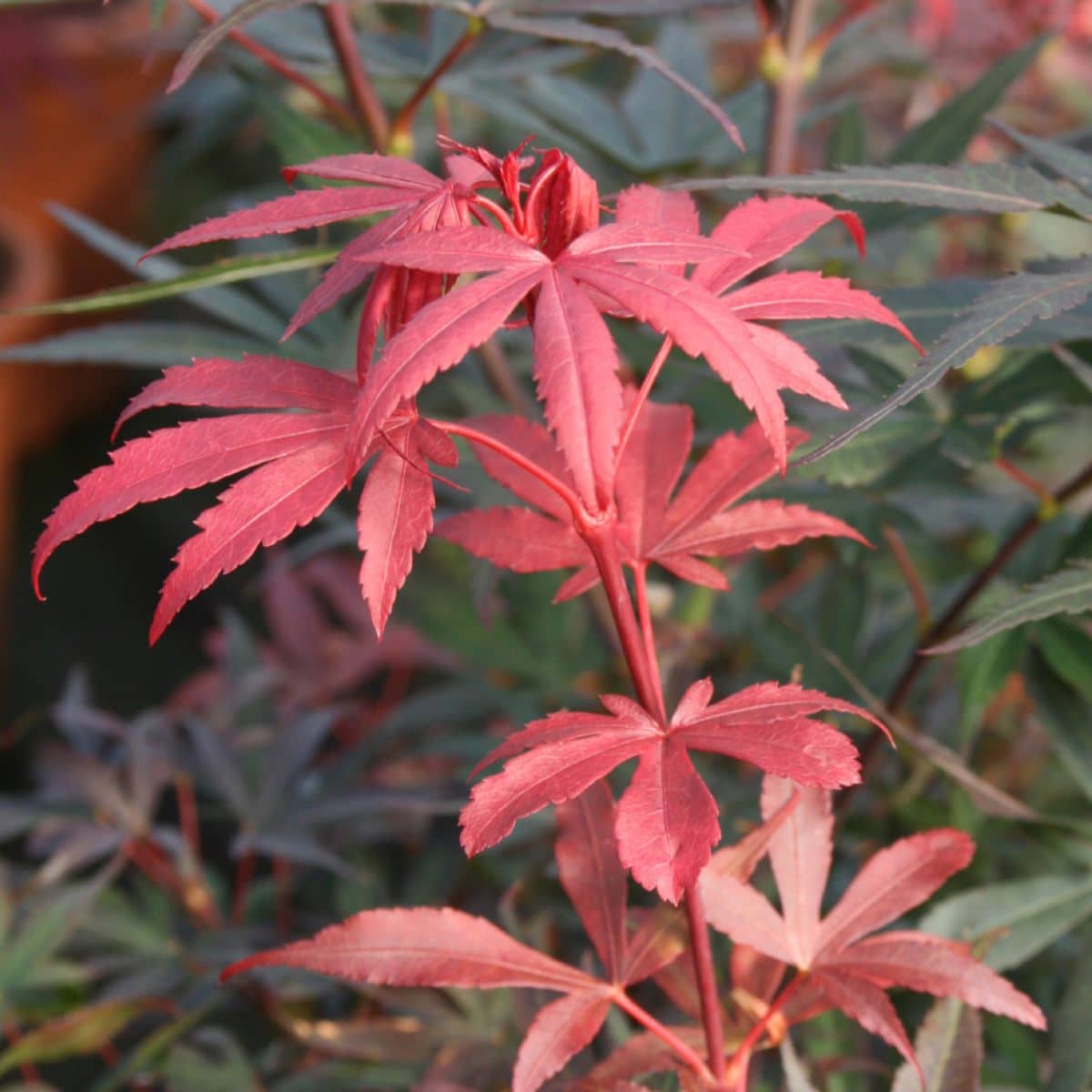 acer palmatum skeeters broom