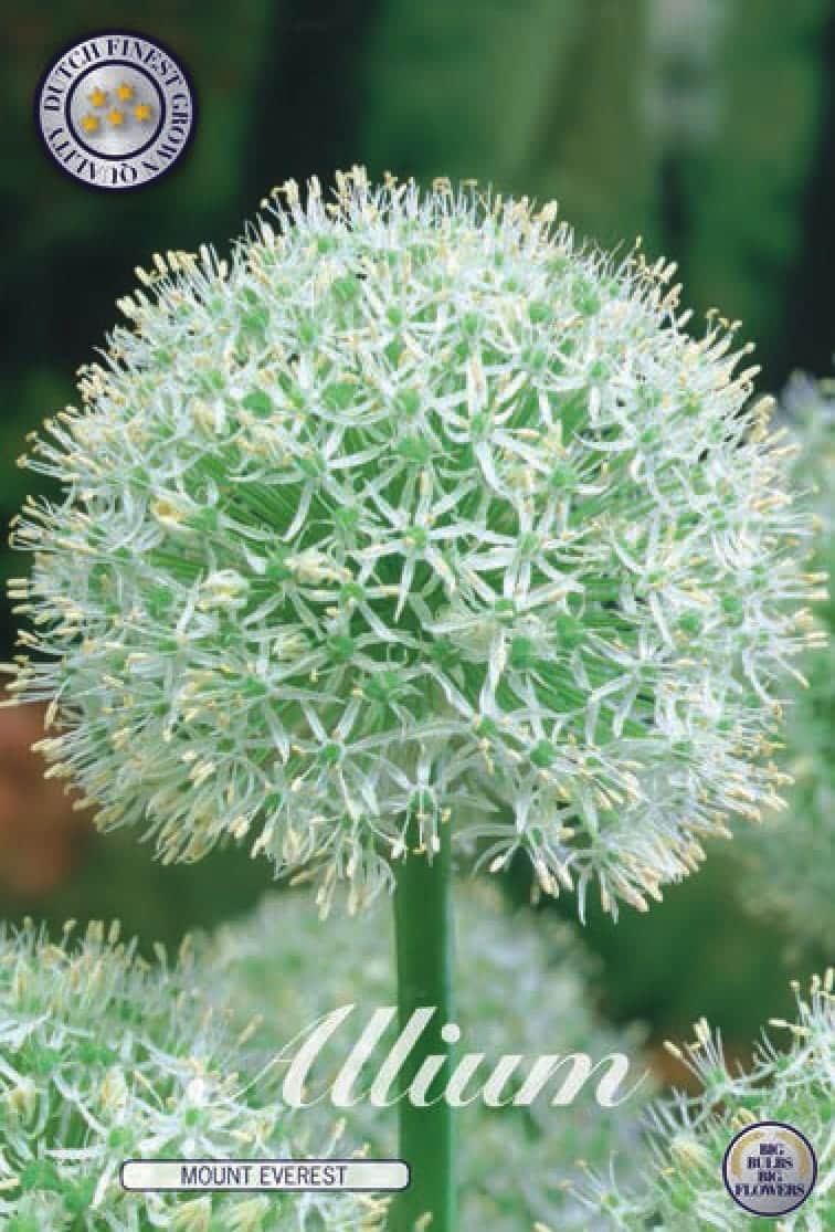 Allium stipitatum Mount Everest