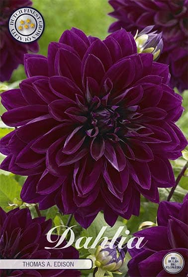 Dahlia Deco. 'Thomas A. Edison' 1st