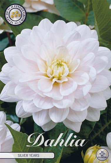 Dahlia Deco. 'Silver Years' 1st