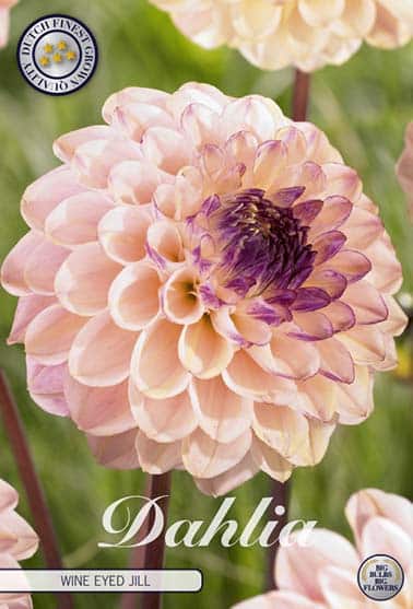 Dahlia Deco. 'Wine eyed Jill' 1st