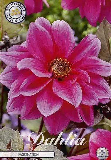 Dahlia Fascination