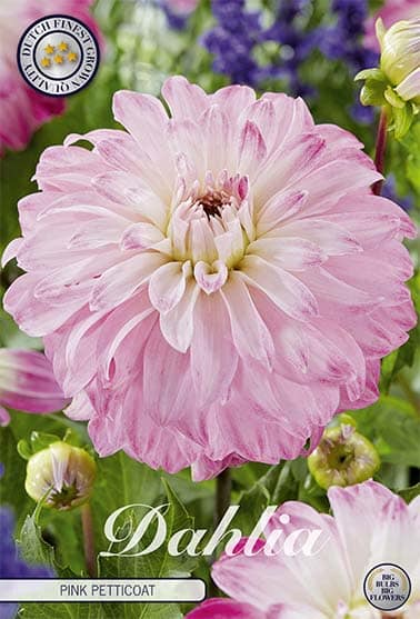Dahlia Deco. 'Pink Petticoat' 1st