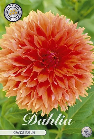 Dahlia Deco. 'Fubuki Orange' 1st