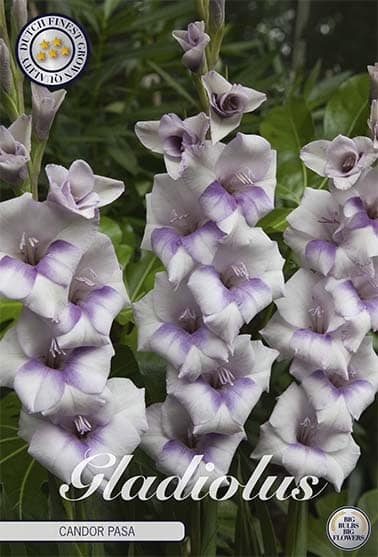 Gladiolus 'Candor Pasa' 10st