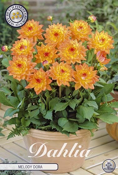 Dahlia Deco. 'Melody Dora' 1st