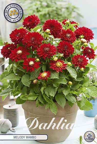 Dahlia Deco. 'Melody Mambo' 1st