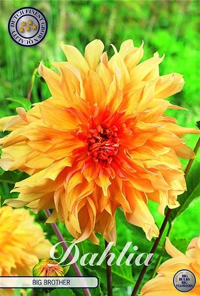 Dahlia Deco. 'Big Brother' 1st