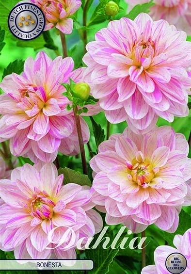 Dahlia Deco. 'Breakout' 1st