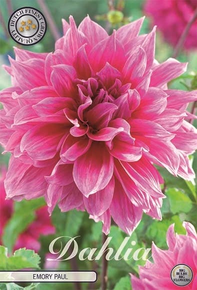 Dahlia Deco. 'Emory Paul' 1st