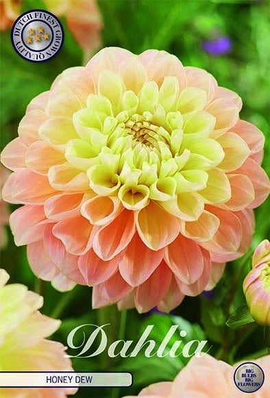 Dahlia Deco. 'Honey Dew' 1st