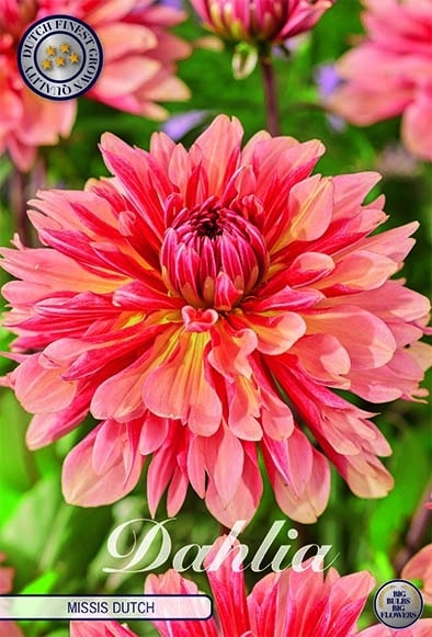 Dahlia Cactus 'Missis Dutch' 1st