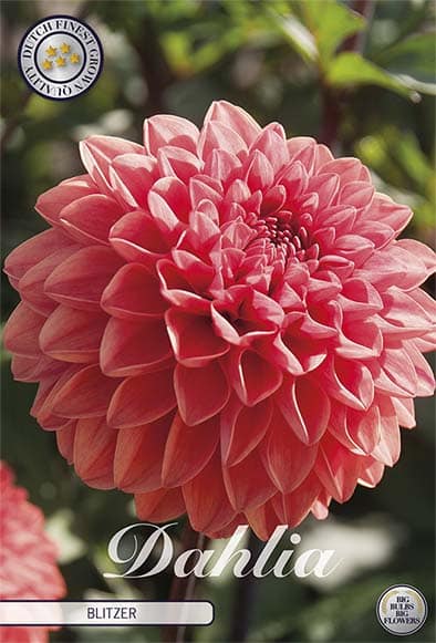 Dahlia Deco. 'Blitzer' 1st