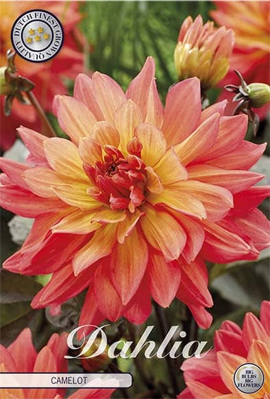 Dahlia Deco. 'Camelot' 1st