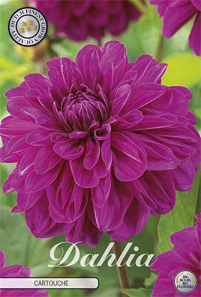 Dahlia Deco. 'Cartouche' 1st