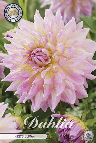 Dahlia Deco. 'Kidd's Climax' 1st