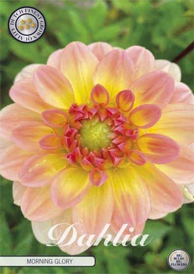 Dahlia Deco. 'Morning Glory' 1st